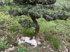 -南山植物园
