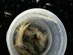 -DGE季风钓虾营地·团建·聚会