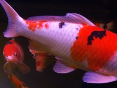 -肥肥小厨(咸阳路店)