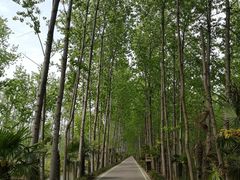 -合肥滨湖国家森林公园