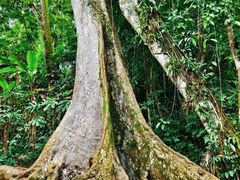 -中国科学院西双版纳热带植物园