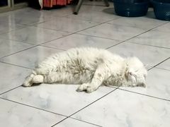 -宠福鑫康馨动物医院·骨科·眼科