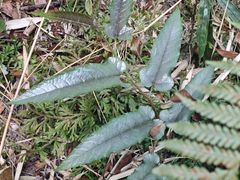 -海南热带雨林国家公园吊罗山景区
