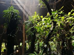 -绿光森林餐厅