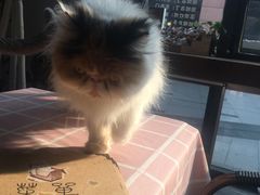-吉丁鸟咖·异宠·寄养