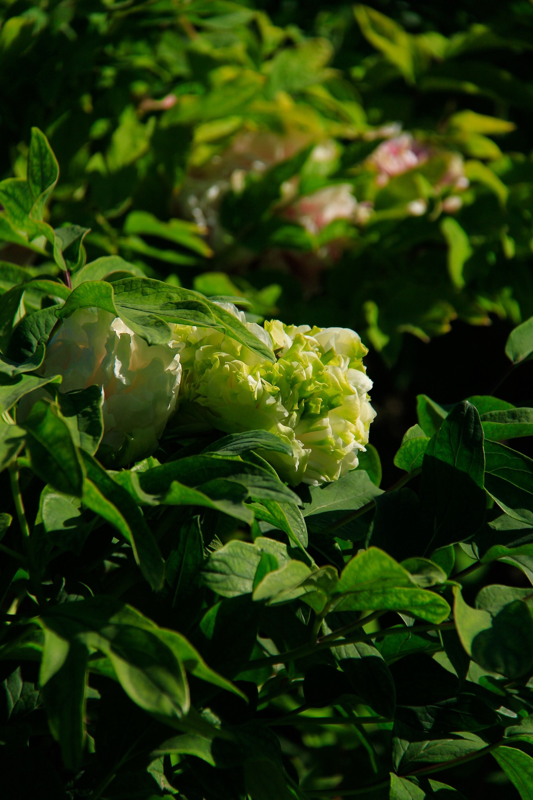 27景山绿幕隐玉牡丹盛开