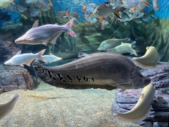 -上海海洋水族馆