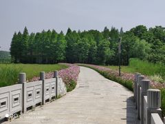 -溱湖国家湿地公园