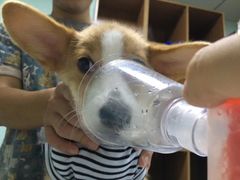 -瑞派福兴宠物医院犬猫全科·骨科·中西医结合(河东店)