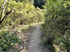 -南山植物园