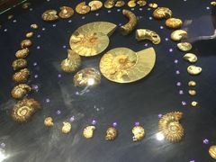 -青岛贝壳博物馆