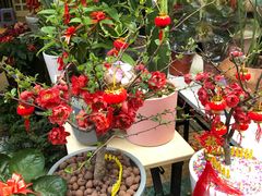 -溪岸路花鸟市场