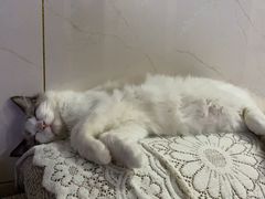 -宠颐生汉谟拉比宠物医院