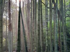 -云栖竹径