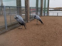 -盐城丹顶鹤湿地生态旅游区
