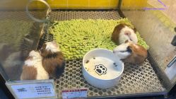 -神奇动物撸宠馆·羊驼·小浣熊·异宠(豫园店)