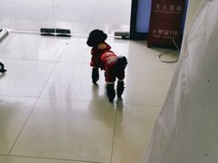 -申普宠物医院·眼科·心内科·影像科(普陀分院)