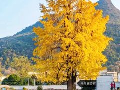 -广州市石门国家森林公园