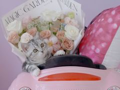 -翊宠yipet猫狗购宠庄园犬舍•猫舍