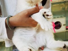 -lincat·猫舍(广州店)