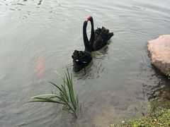 -苏州金鸡湖大酒店