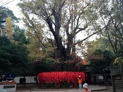 -西湖风景区十里琅珰-五云山