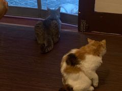 -猫岛主趣味餐厅(鼓浪屿店)