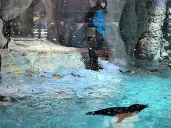 -帝企鹅自助餐厅•儿童岛•真企鹅(长隆企鹅酒店)