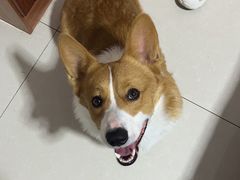 -宠福鑫康馨动物医院·骨科·眼科