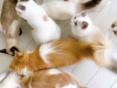 -喵的天空名猫咖啡馆·撸猫·猫舍·用品