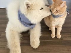 -爪爪喵星球·猫舍(前海卓越店)