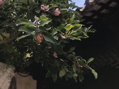 -苏州园林博物馆