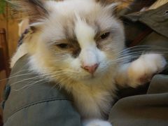 -猫色咖啡·猫咖