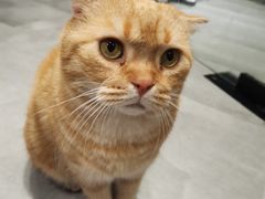 -猫儿山۰猫主题餐厅