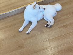 -南京Hallo宠物乐园·哈罗犬舍·柴犬繁育基地