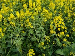 -合肥滨湖国家森林公园