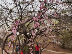 -桃花堤公园