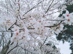 -云漫湖生态度假公园