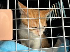 -爱侣宠医·鹦鹉专科·小型哺乳类·异宠专科(灵石路店)