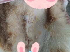 -瑞派雷欧宠物医院·24h夜诊·心脏骨科牙科·全科重症转诊中心(无影山店)