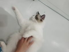 -糯米喵星人·撸猫猫舍咖啡馆(西市场嘉华店)