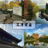 杭州旅游攻略|花港公园