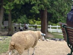 -神户市立六甲山牧场