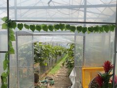 -马陆小张葡萄园农家乐