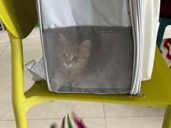 -乐琪宠物医院·犬猫专科·骨外科·急重症