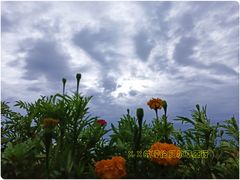 -呼伦贝尔大草原