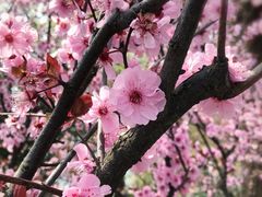 -金鸡湖桃花岛