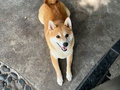 -柴犬高等学院·狗咖·柴犬售卖·宠物训练