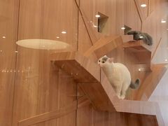 -袖虎·猫馆(体育西路店)