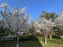 -昆山城市生态森林公园